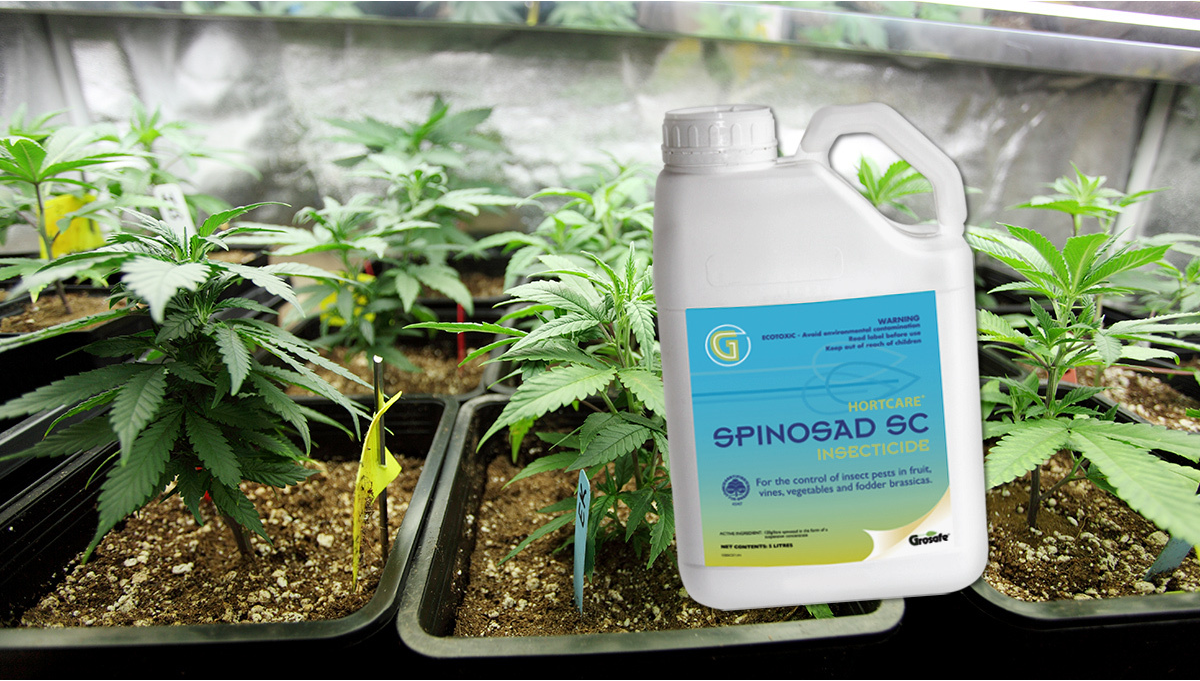Is Spinosad Safe For Cannabis Plants?