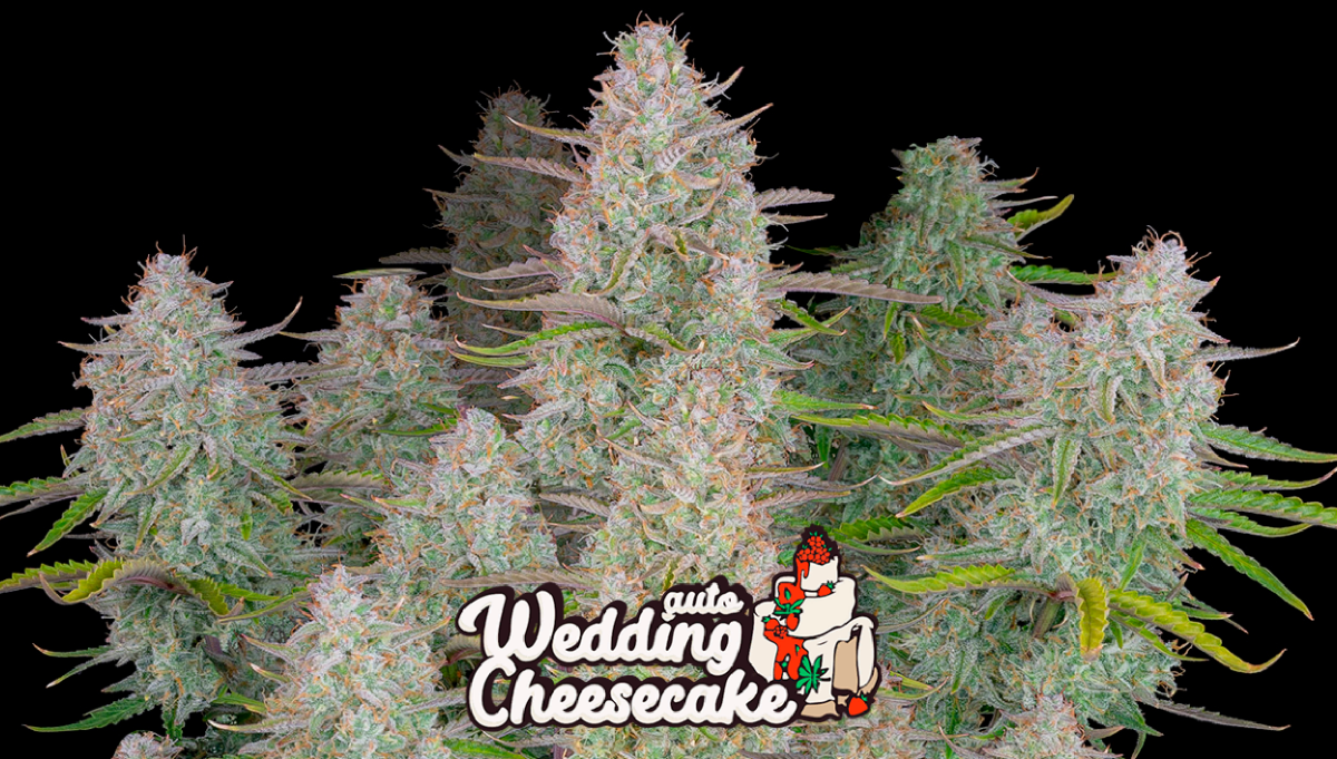 Wedding Cheesecake Auto Cannabis Strain WeekbyWeek Guide Fast Buds