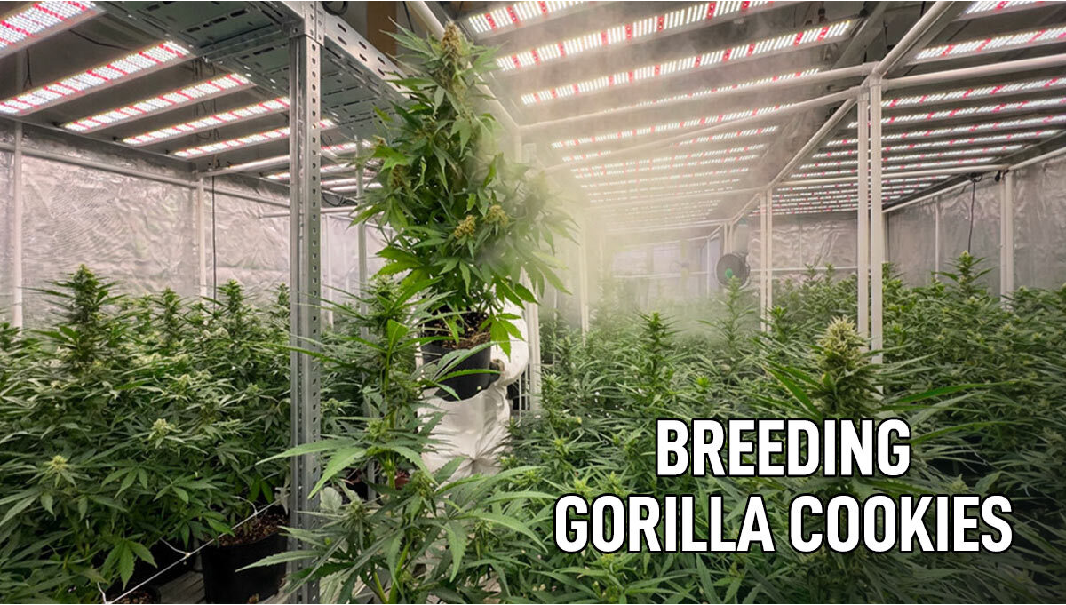 New version of Gorilla Cookies Auto