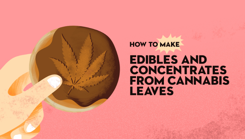 How to Make Edibles From Cannabis Leaves - Fast Buds Autoflowering