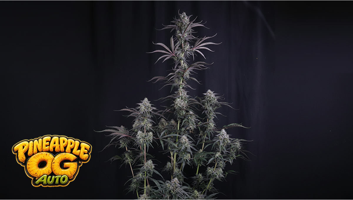 Nuova Genetica In Arrivo: Pineapple OG Auto