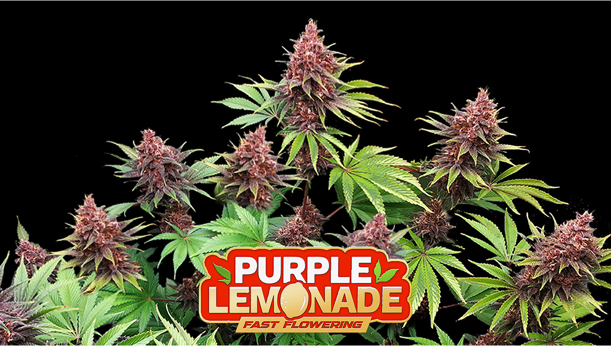 Purple Lemonade FF Cannabis Strain WeekbyWeek Guide