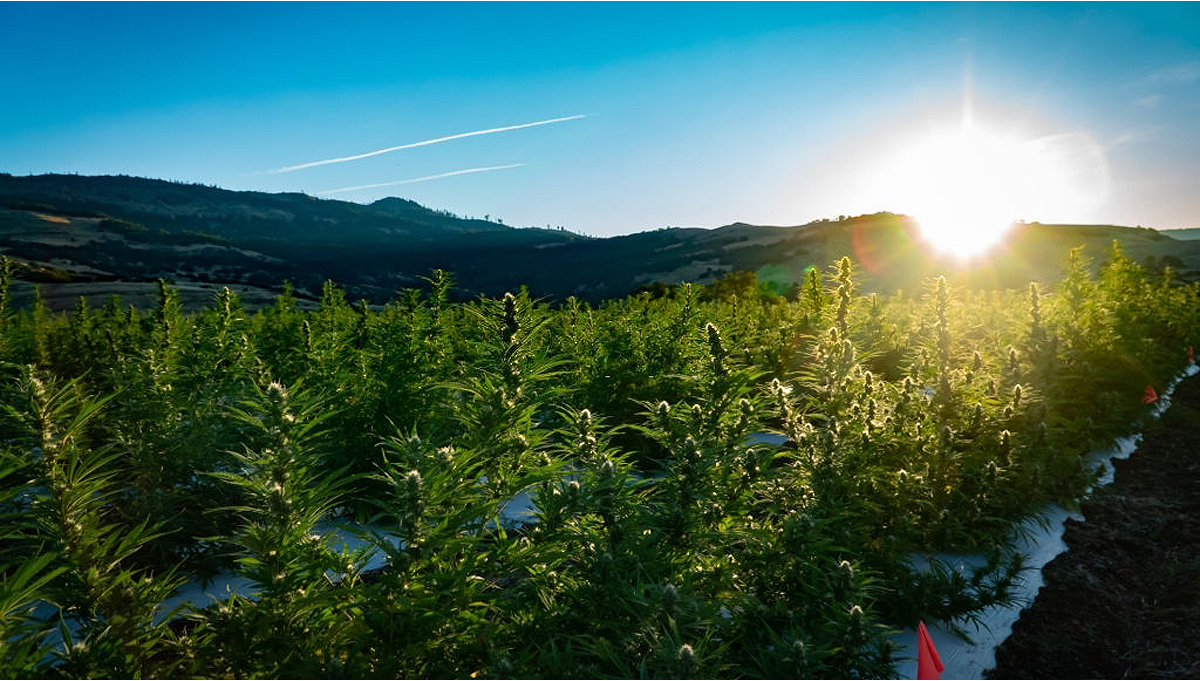 De Ultieme Gids voor het Buitenkweken van Autoflowering Cannabis