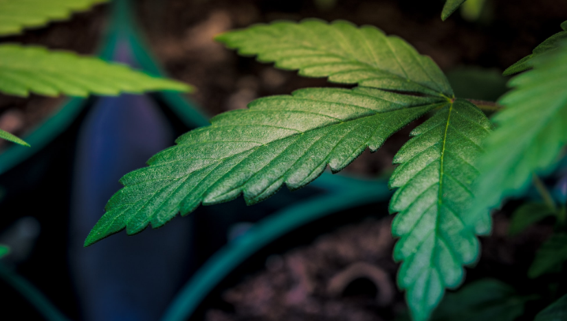 Jak uprawia konopie w pomieszczeniach przewodnik dla pocztkujcych 2021 cz 2