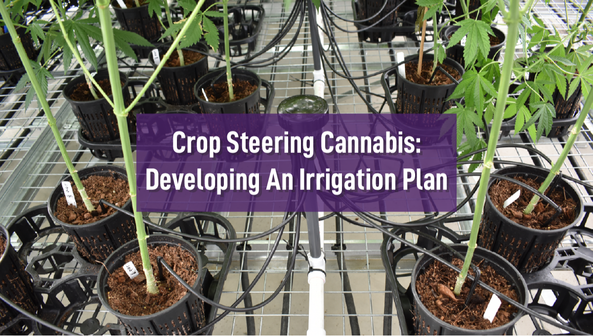 Cannabis steuern Entwicklung eines Bewsserungsplans