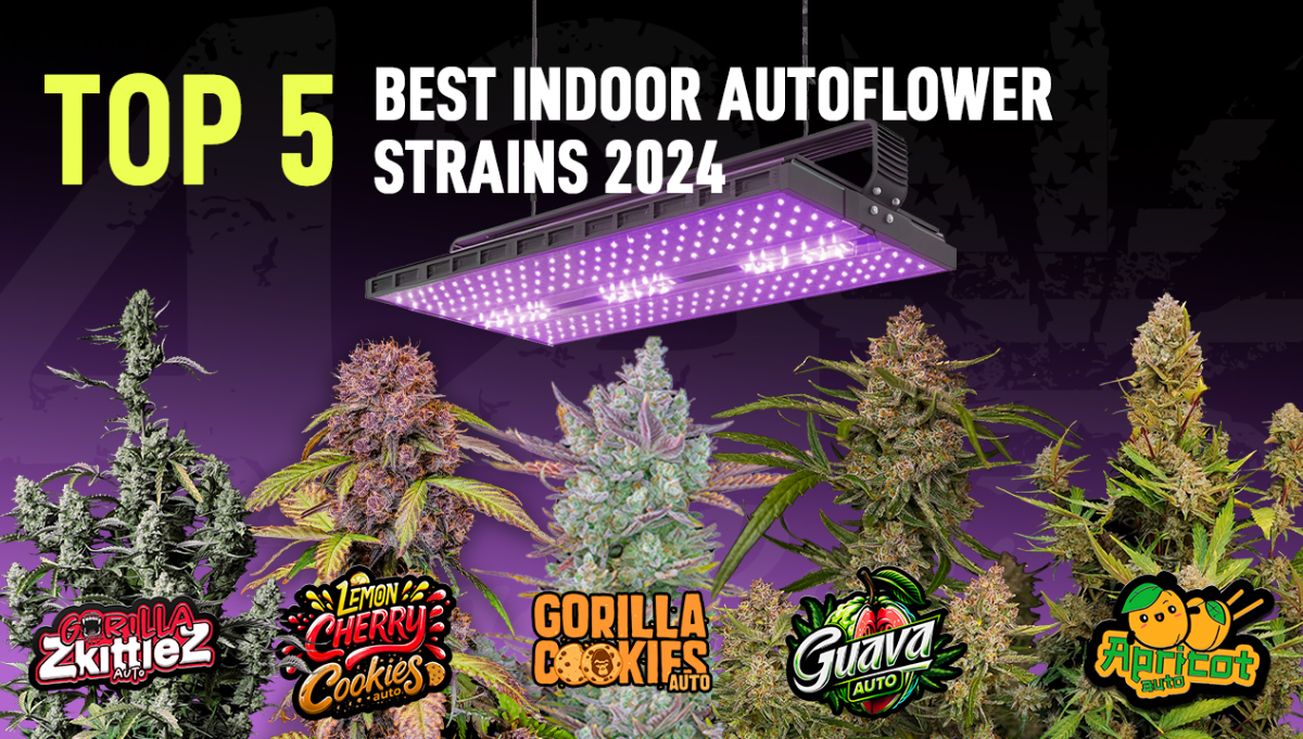 The Top 5 Best Indoor Autoflower Strains 