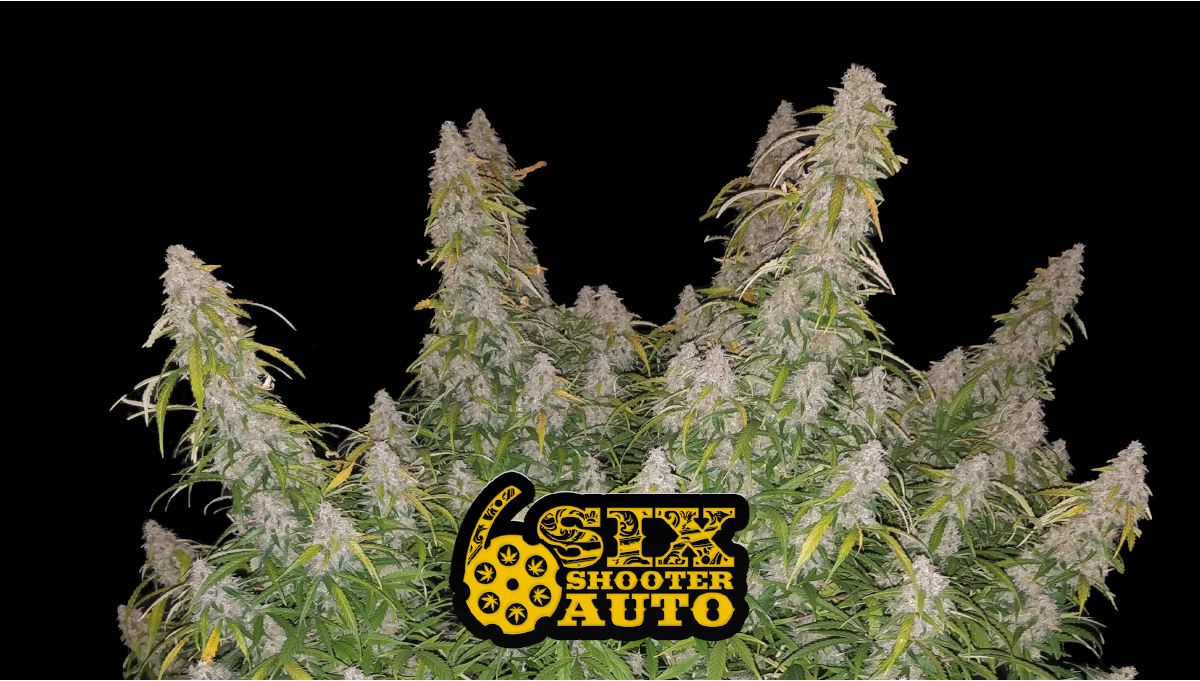 Six Shooter Auto Cannabis Strain WeekbyWeek Guide