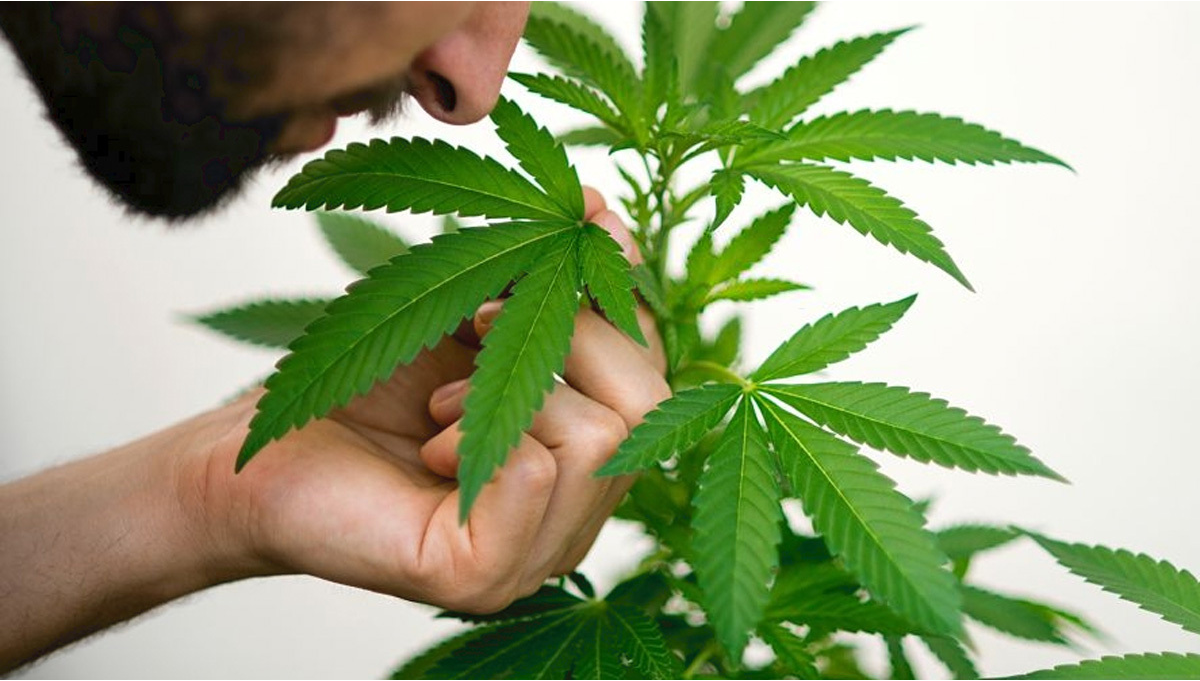 Wann fangen Autoflowers an zu duften