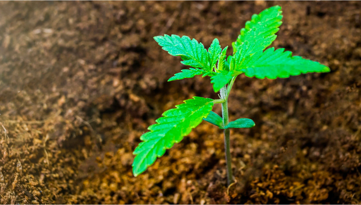Starting Marijuana Seeds In Coco Coir