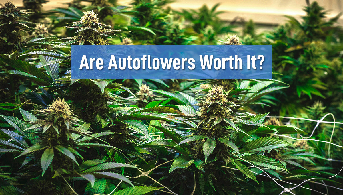 Are Autoflowers Worth it?