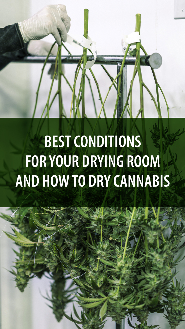 Best Conditions For Your Drying Room Web Stories FastBuds   Bg 33b22410d10b2d5d95ca4c65ddbe78bf  1600