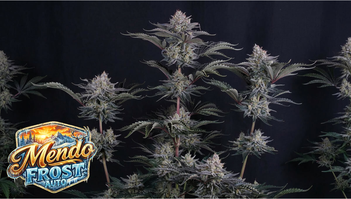 Mendo Frost Auto: Potenza Incontra Collaborazione