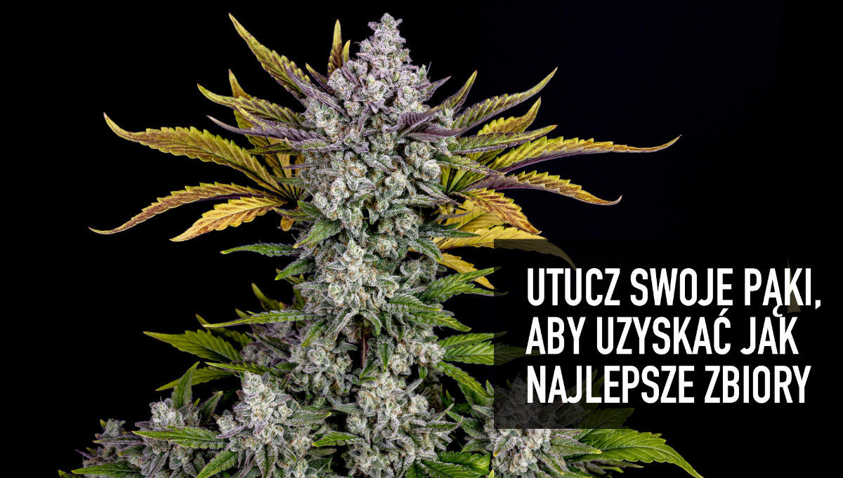 Jak Tuczi Pki Konopi Przed Zbiorem