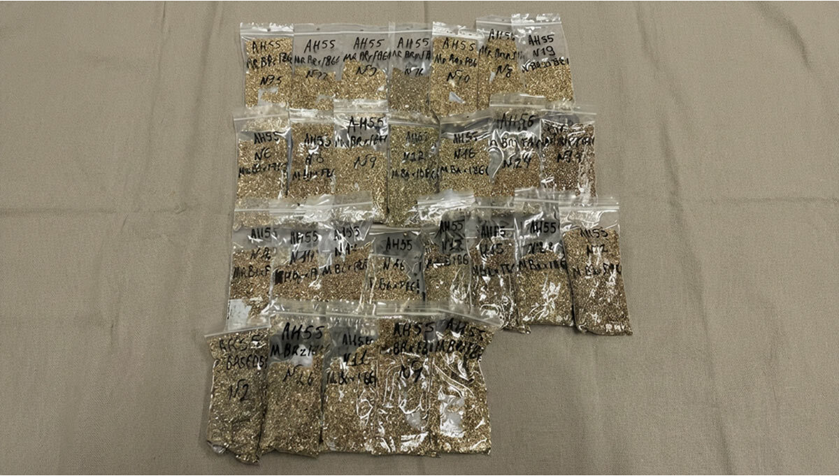 Mendobreath Auto IBL x Frostbanger F4 Saatgut-Auswahl läuft