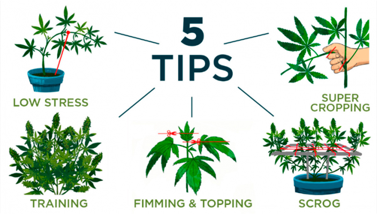 5 Top Tips On Training Your Cannabis Plants | Fast Buds
