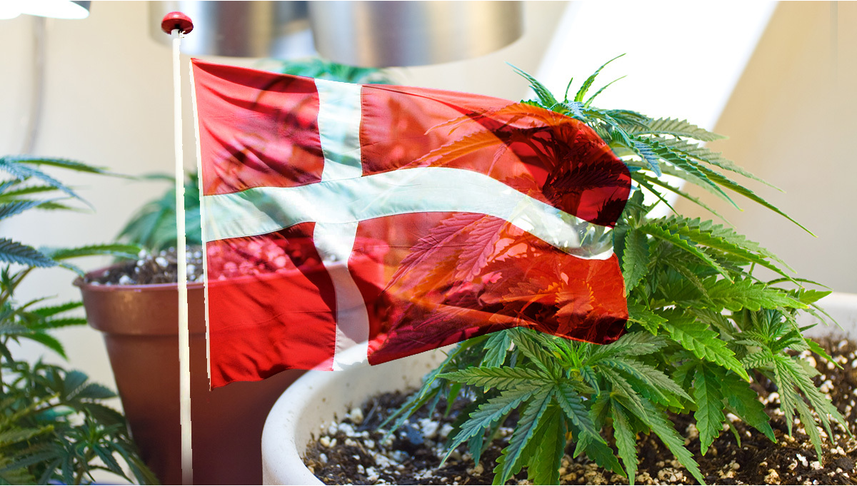 Copenhagen, Denmark, Could Legalize Weed As A 5-Year Experiment | Fast Buds