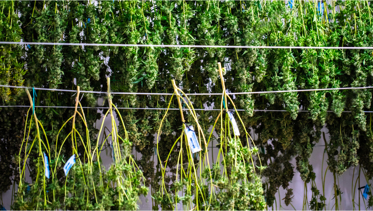 The Ultimate and Exhaustive Guide to Mastering Cannabis Drying Perfecting Drying Room Conditions and Techniques