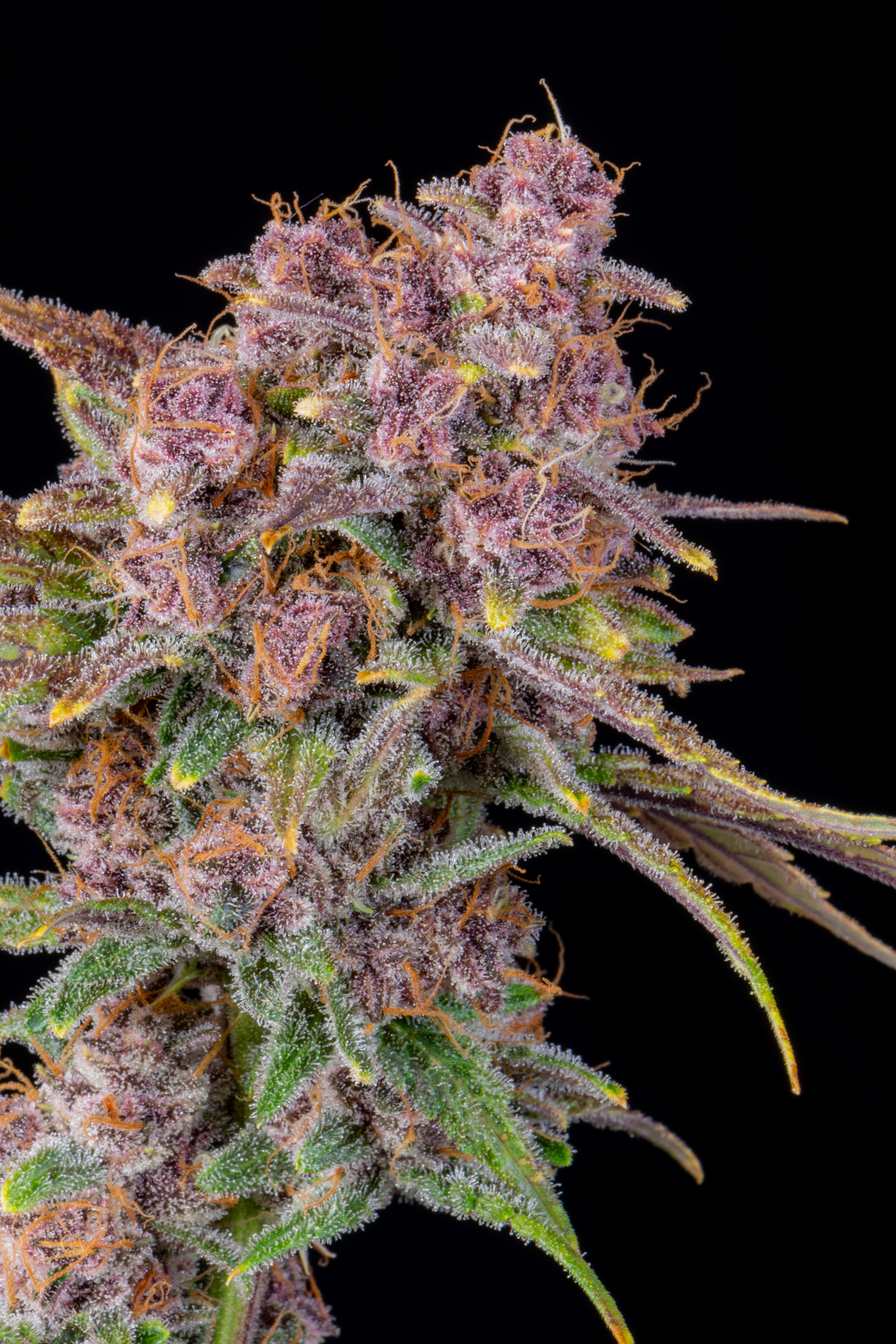 Gorilla Punch Auto Photo Gallery | Fast Buds