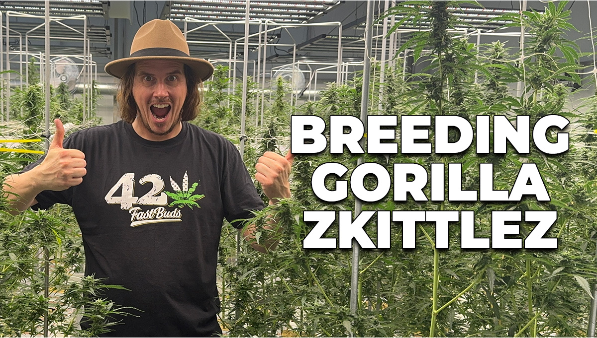 Behind The Scenes Breeding Gorilla Z Auto Strain