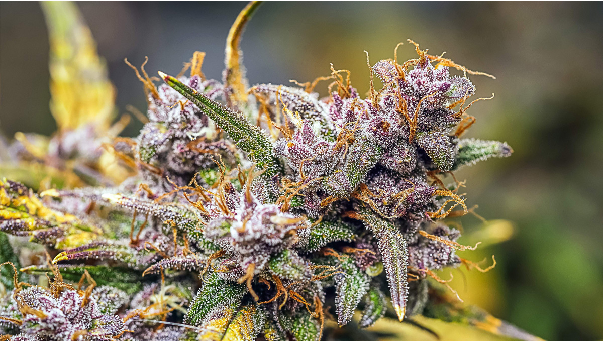 Wann ist meine Autoflower erntereif So erkennst du es