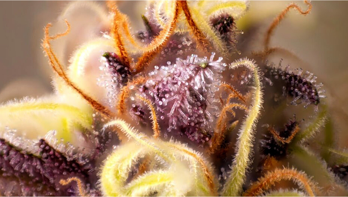 Les meilleures faons de stimuler la production de trichomes