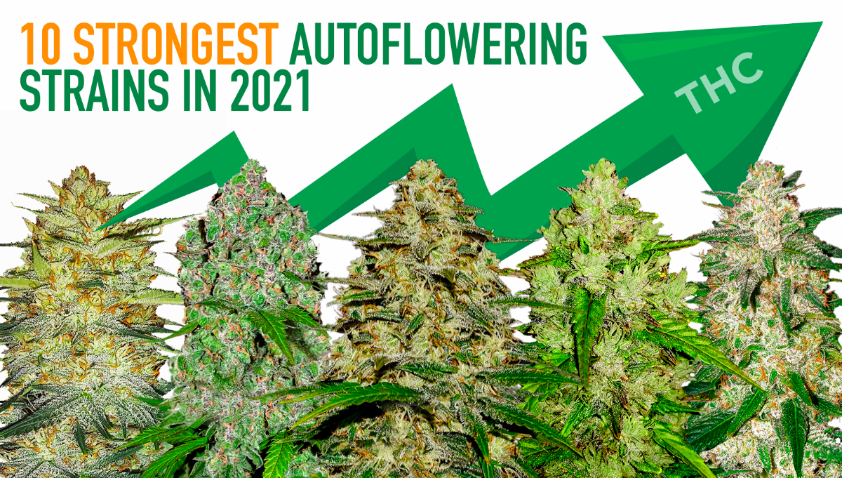 Top 10 Strongest Autoflowering Strains 2021 Fast Buds