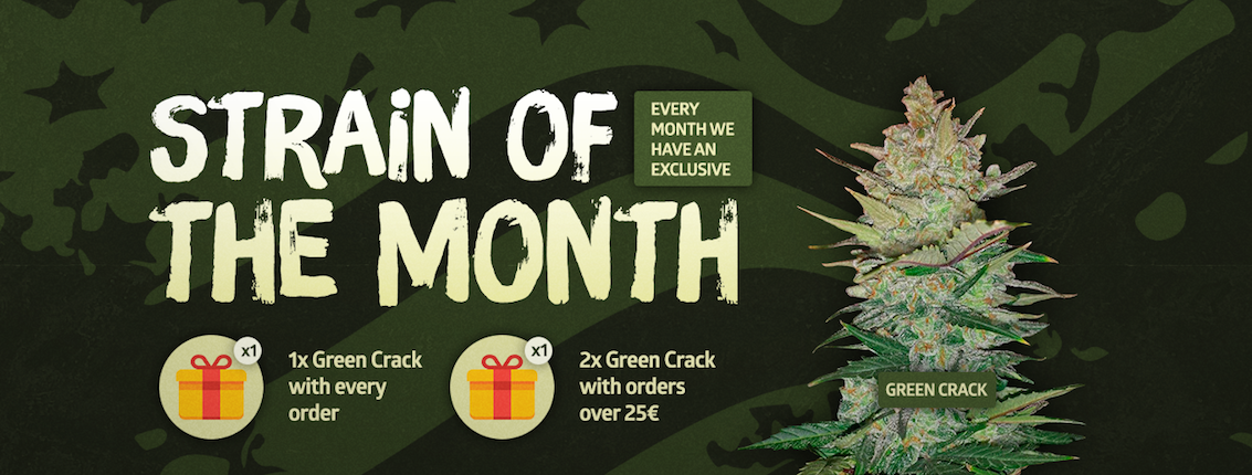 New Strain of the Month promo! New Strain of the Month promo!