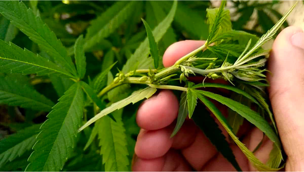 How to identify female and male marijuana plants