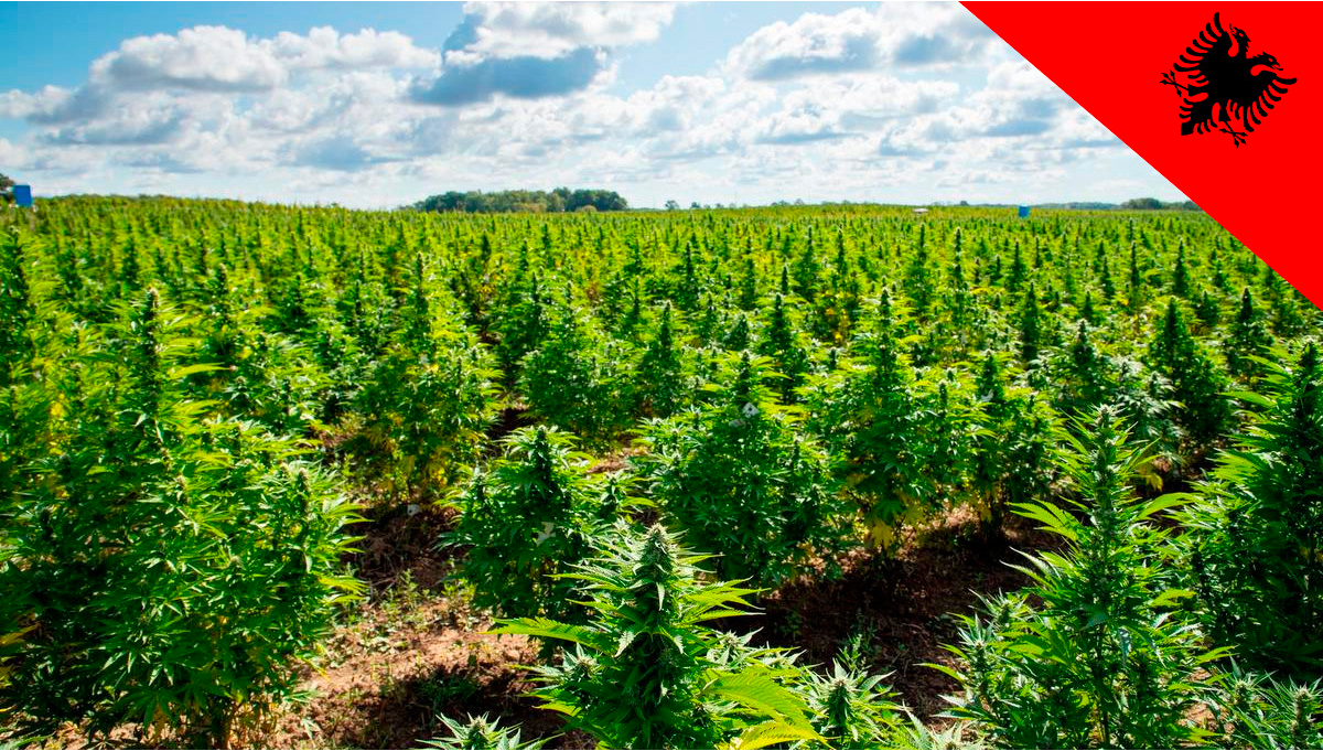 Albania To Allow Commercial Cultivation Of Medical Cannabis And Hemp ...