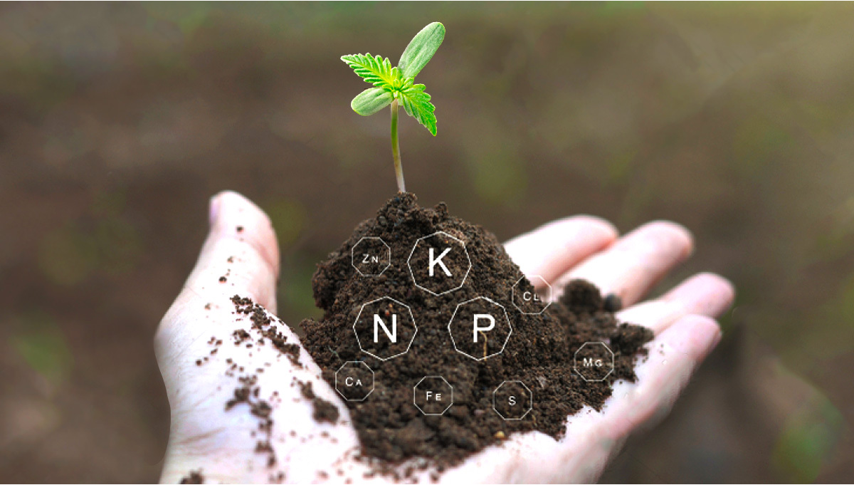 Najlepszy Harmonogram Karmienia Rolin Automatycznie Kwitncych