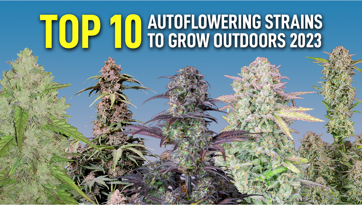 Top 10 Autoflowering Strains To Grow Outdoors (2023) Fast Buds