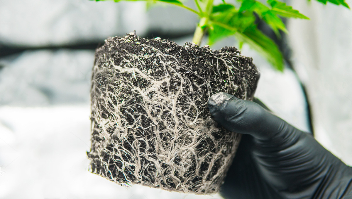 Les racines de cannabis Tout ce que vous devez savoir