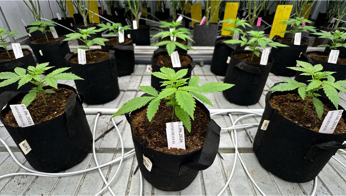Ciclo de Teste da Gorilla Cookies Auto Começa