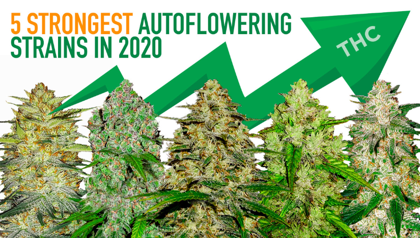 Семена автоцветов марихуаны купить марихуану online