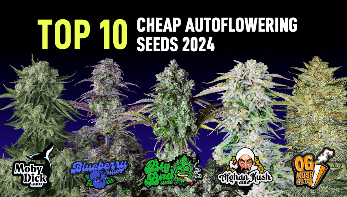 Top 10 Cheap Autoflowering Seeds 2024 | Fast Buds