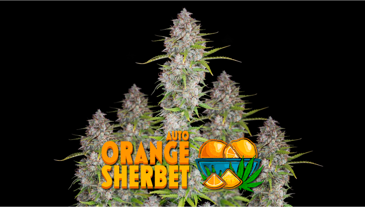 Orange Sherbet Auto Woche-für-Woche Leitfaden