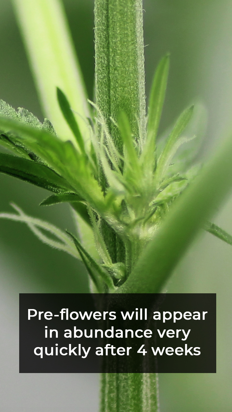 How To Tell When Autoflower Is Flowering Web Stories - FastBuds ...