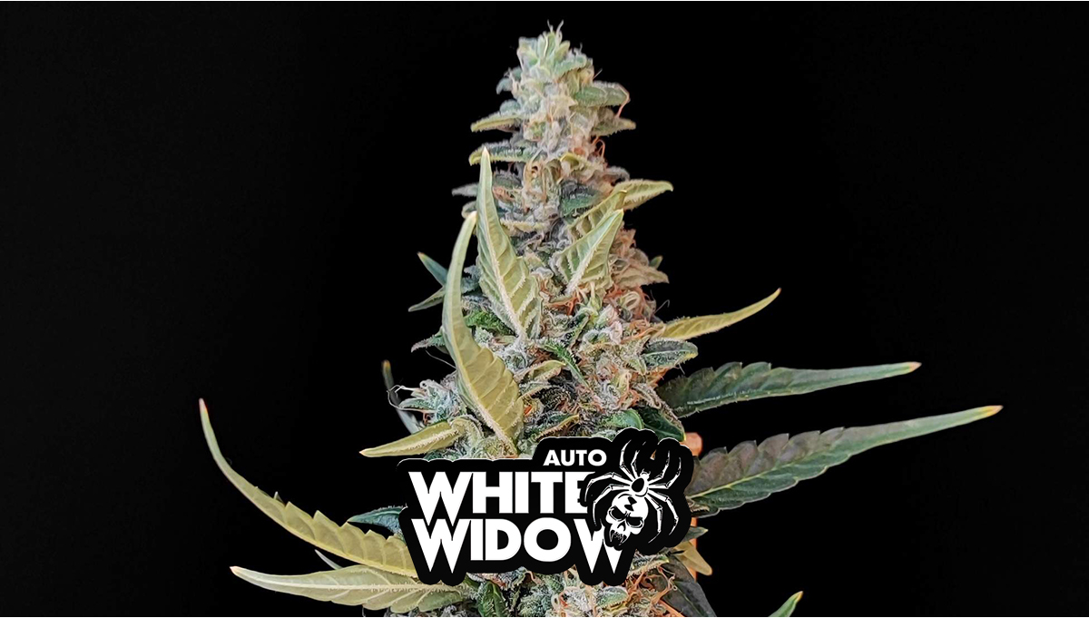 white widow weed nugs
