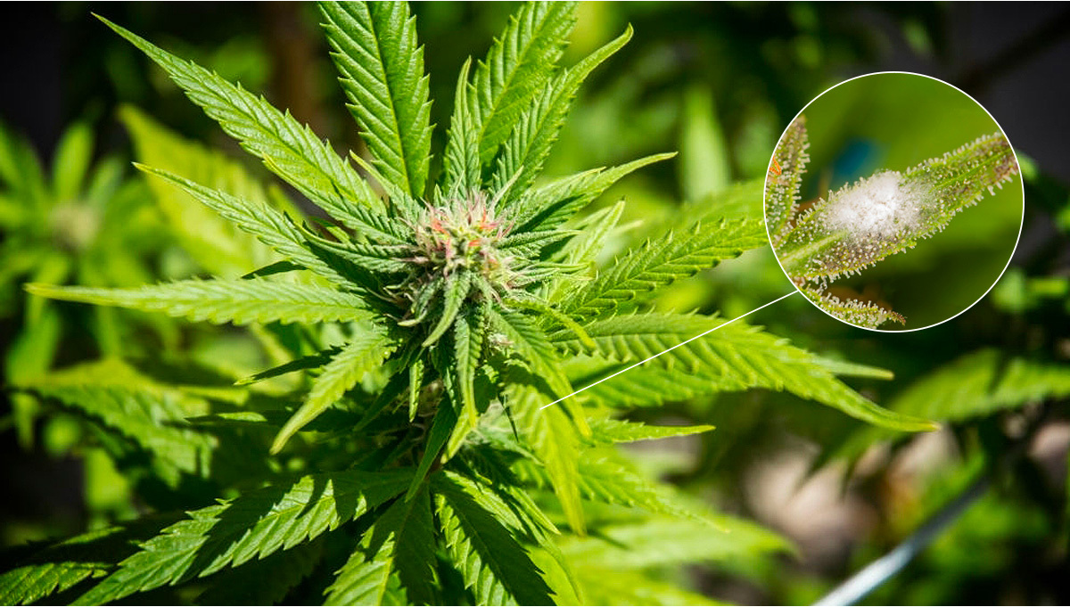 Muffa Nella Cannabis: Tutto Ciò Da Sapere - Semi di Cannabis