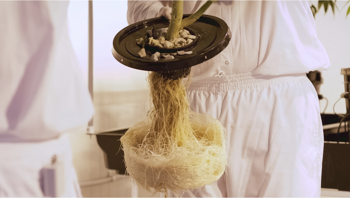 Cmo prevenir las algas durante el cultivo hidropnico