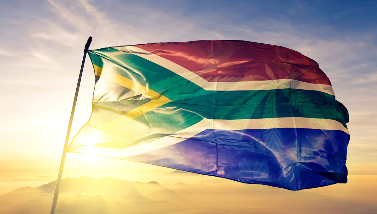 La cannabis in Sudafrica sarà regolamentata, commercializzata e studiata nelle scuole