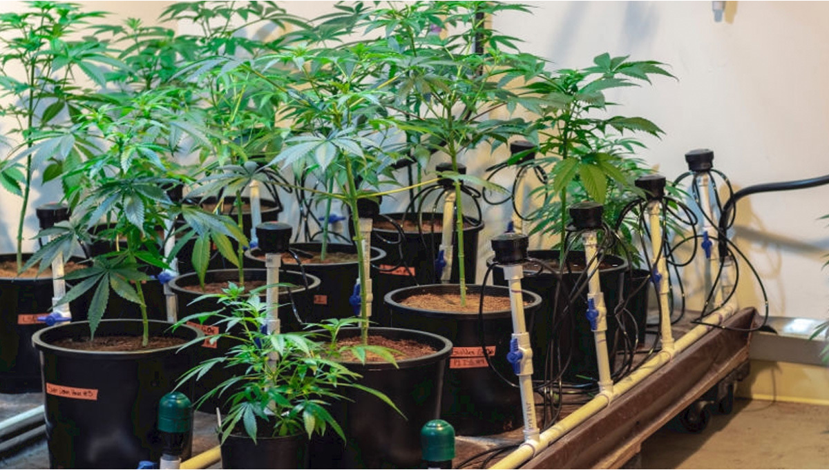 Utilisation des billes d'argile dans la culture hydroponique du cannabis -  CBD Blog