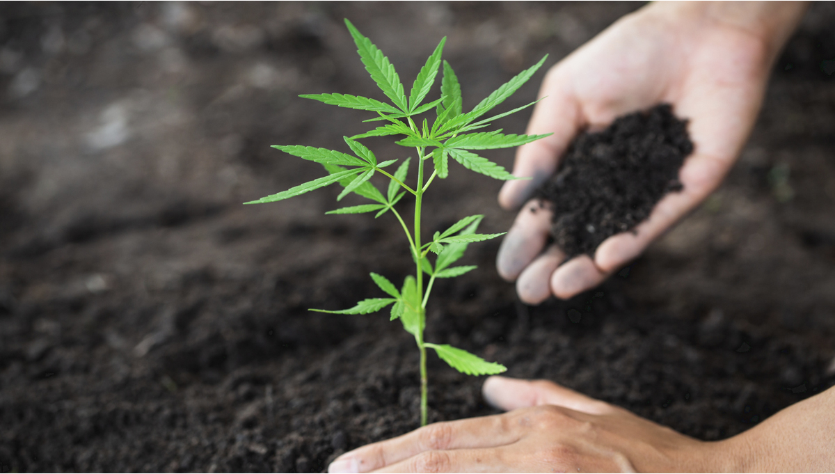 L'importance de la circulation de l'air dans les cultures de cannabis en  intérieur - Fast Buds Graines de Cannabis Autofloraison