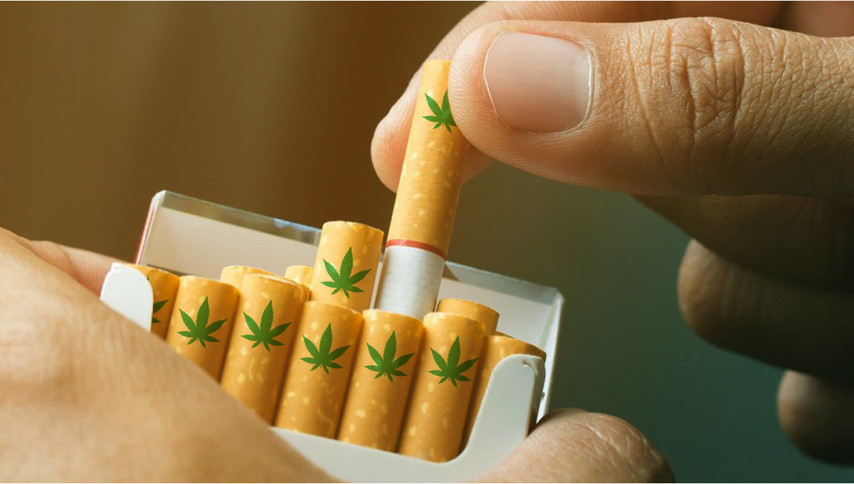 Il principale produttore di sigarette del Regno Unito vede il futuro nella cannabis