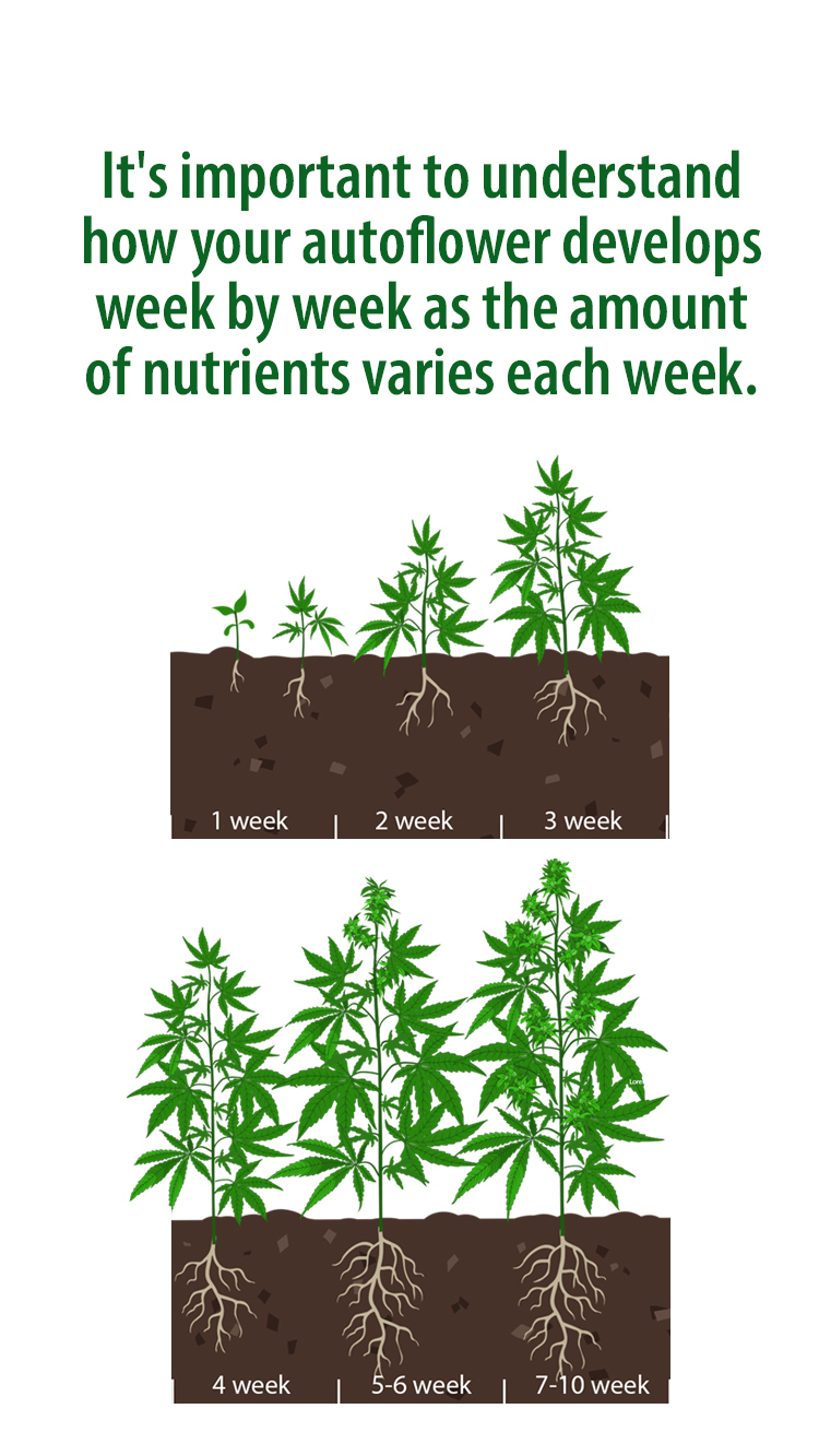 Best Feeding Schedule For Autoflowers Web Stories - FastBuds ...