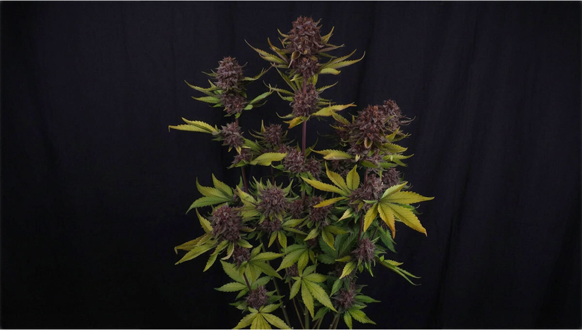 Ewolucja legendarnego Purple Auto