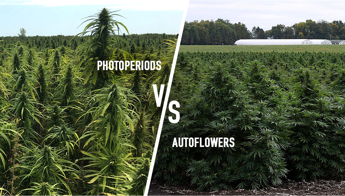 Photoperiod vs. Autoflowers - Which One's Better? - Samonakvétací semínka  konopí Fast Buds