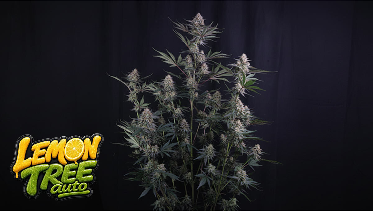 Nowa Odmiana: Lemon Tree Auto
