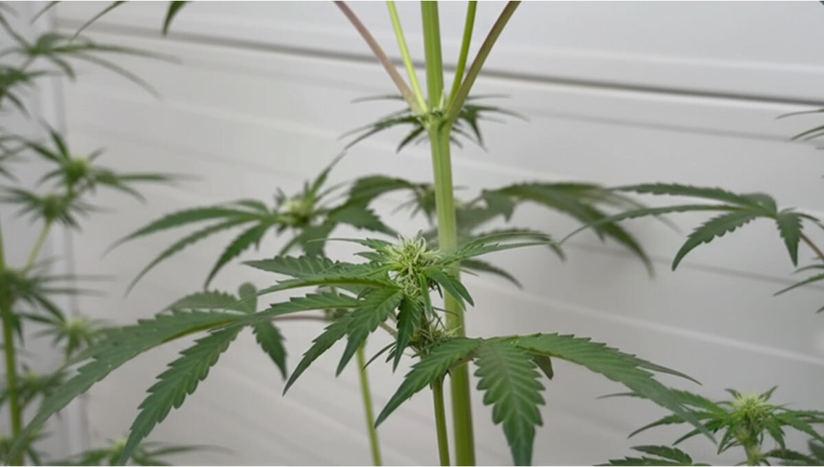 Jak przechowywać i używać zamrożonego pyłku konopi do kontrolowanego zapylania 1d