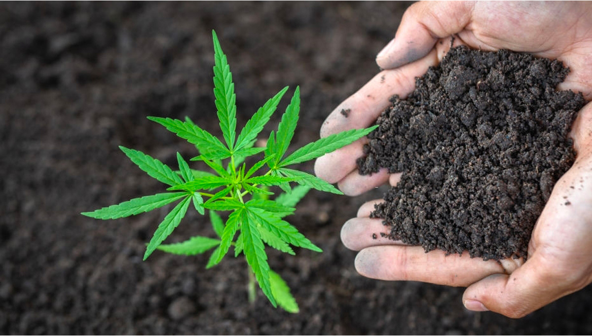 Growing Cannabis: Organic Vs Synthetic / Inorganic Nutrients